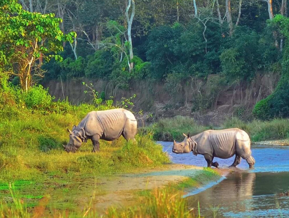 Chitwan Wildlife Tour